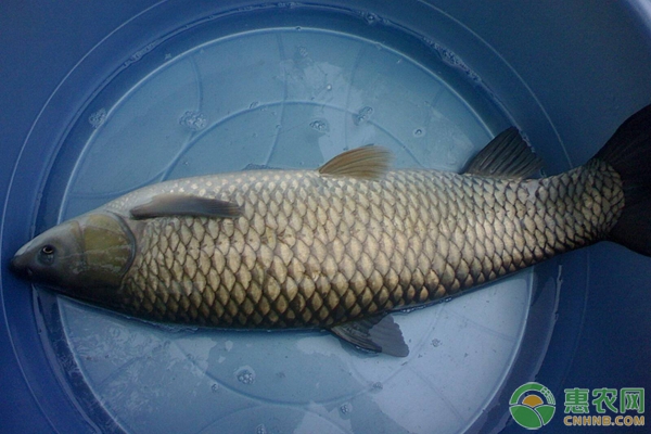 皖鱼是什么鱼？皖鱼养殖方法技术-图片版权归惠农网所有