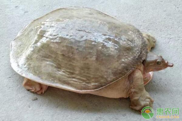 鱼蟹混养、鱼虾混养、鱼鳖混养饲养管理技术-图片版权归惠农网所有