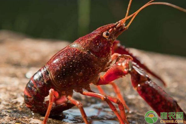 鱼蟹混养、鱼虾混养、鱼鳖混养饲养管理技术-图片版权归惠农网所有