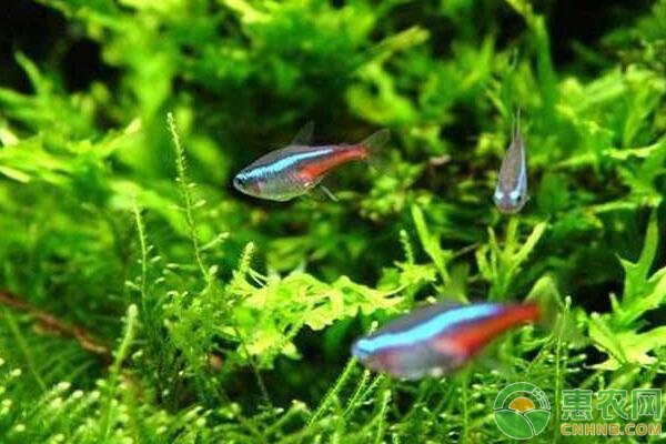 冬季亲鱼选留的技术要点-图片版权归惠农网所有