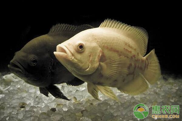 冬季亲鱼选留的技术要点-图片版权归惠农网所有