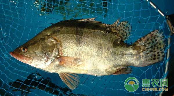 桂花鱼怎么养殖？手把手教你养殖桂花鱼-图片版权归惠农网所有
