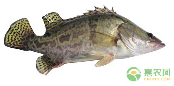 桂花鱼怎么养殖？手把手教你养殖桂花鱼-图片版权归惠农网所有