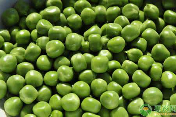 豌豆怎么种？豌豆种植技术详解-图片版权归惠农网所有