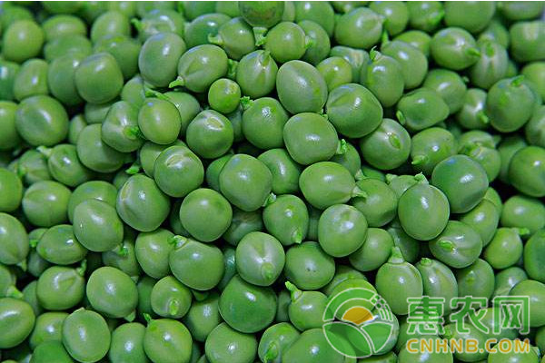 豌豆 豌豆怎么种植?豌豆种植技术要点汇总-图片版权归惠农网所有