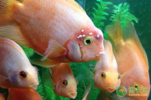 鹦鹉鱼鱼眼外凸的原因、症状及防治措施-图片版权归惠农网所有