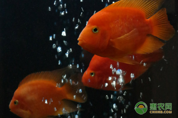 鹦鹉鱼鱼眼外凸的原因、症状及防治措施-图片版权归惠农网所有