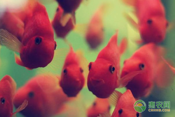 鹦鹉鱼鱼眼外凸的原因、症状及防治措施-图片版权归惠农网所有