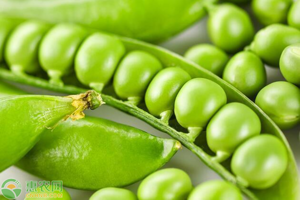 豌豆病虫害有哪些?怎么防治?-图片版权归惠农网所有