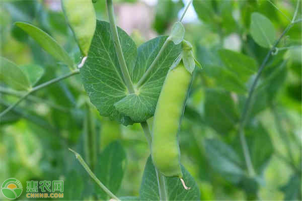 豌豆病虫害有哪些?怎么防治?-图片版权归惠农网所有