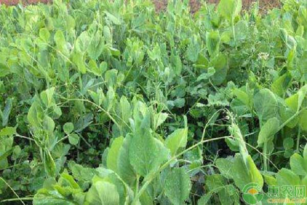 豌豆如何施肥?豌豆施肥的正确施肥要点-图片版权归惠农网所有