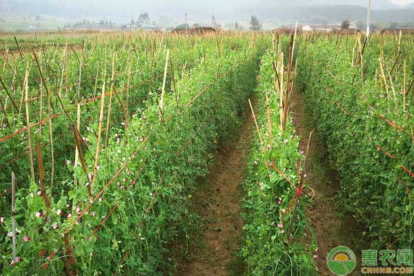 豌豆如何施肥?豌豆施肥的正确施肥要点-图片版权归惠农网所有