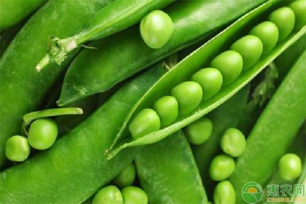 豌豆如何施肥?豌豆施肥的正确施肥要点-图片版权归惠农网所有