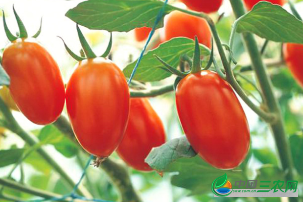 圣女果高产的种植方法