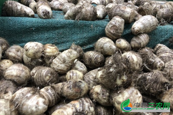 芋头高产的方法有哪些?