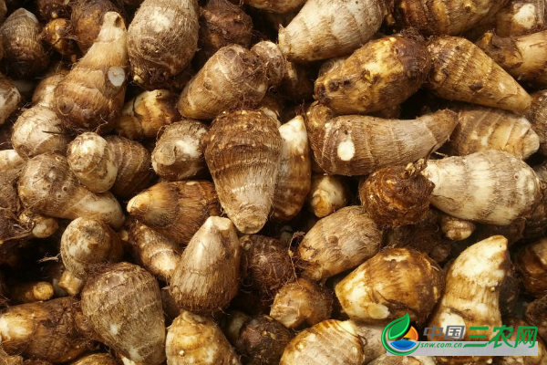 芋头高产的方法有哪些?