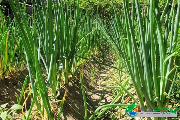 大葱葱白过短怎么办?