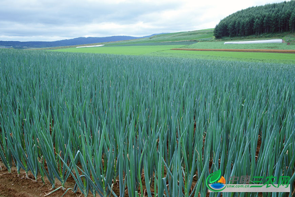 大葱葱白过短怎么办?