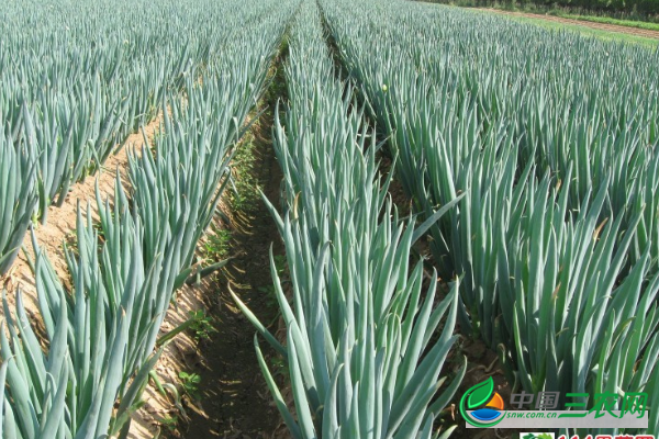 大葱葱白过短怎么办?