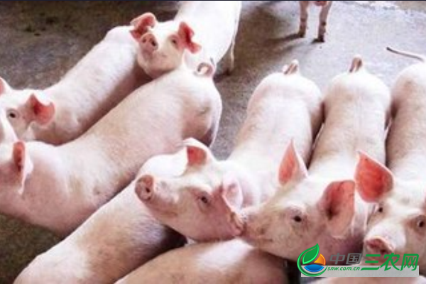 饲养仔猪的注意事项有哪些?