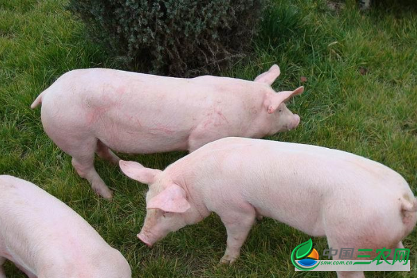 饲养仔猪的注意事项有哪些?