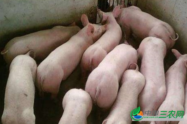 饲养仔猪的注意事项有哪些?