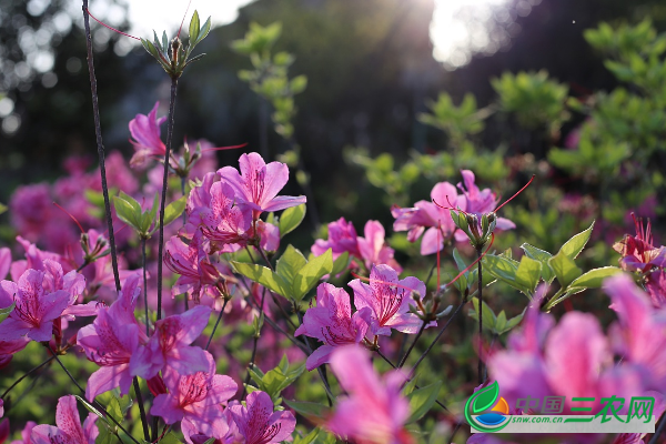 杜鹃花的养殖方法有哪些?