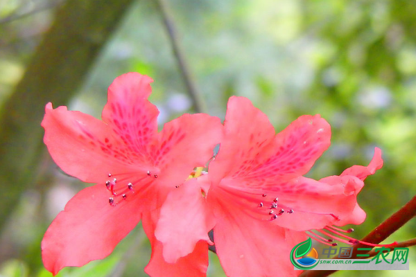 杜鹃花的养殖方法有哪些?