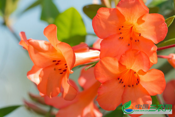 杜鹃花的养殖方法有哪些?