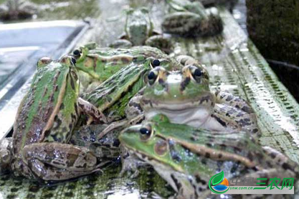 农村的自然环境非常适合青蛙繁殖的发展,青蛙营养丰富,肉质嫩,是现代人喜欢吃的一种食物。随着对青蛙的需求增加,人工繁殖的数量也增加了,如果想养青蛙,就知道要养青蛙的方法,让我们看一下。