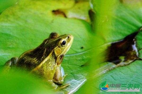 青蛙的养殖方法有哪些?