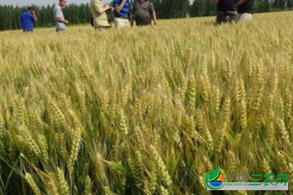 种小麦的注意事项有哪些?