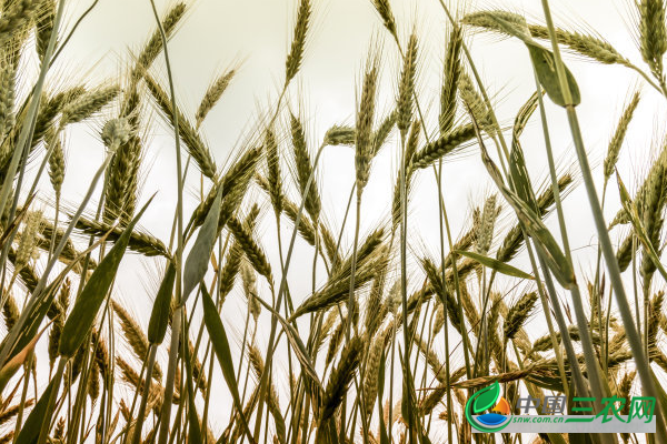 种小麦的注意事项有哪些?