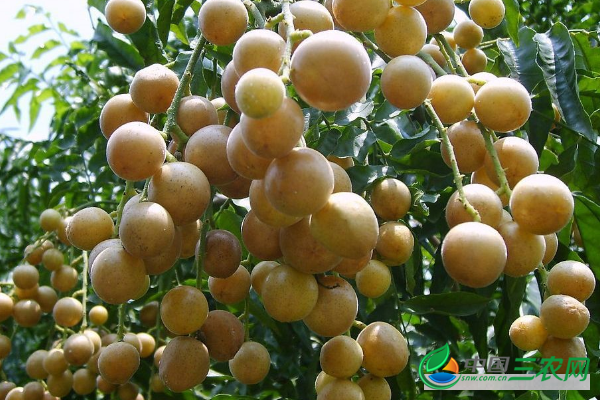 黄皮果落叶的缘故及预防方式有哪些?