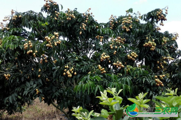 黄皮果落叶的缘故及预防方式有哪些?