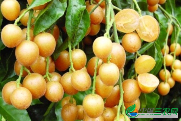 黄皮果落叶的缘故及预防方式有哪些?