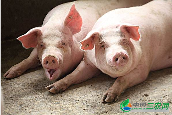 猪在育肥期的管理要点