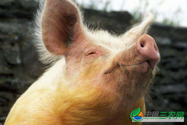 猪在育肥期的管理要点