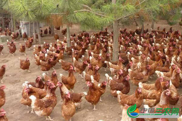 养殖土鸡的注意事项有哪些?