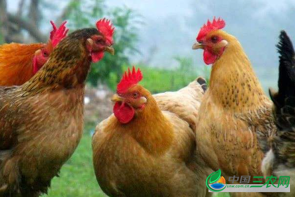 养殖土鸡的注意事项有哪些?