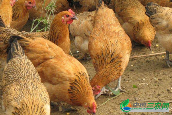 养殖土鸡的注意事项有哪些?