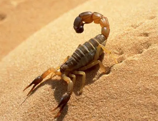 1710914604144590.png 蝎子.png