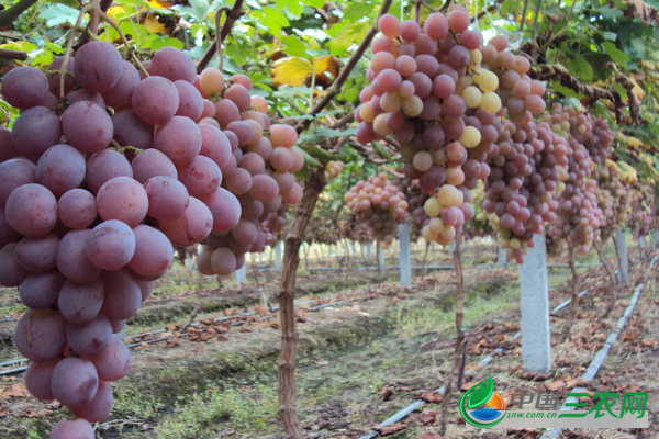 提子伤流的原因及防治措施有哪些？