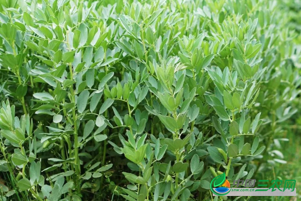 蚕豆的种植方法有哪些?