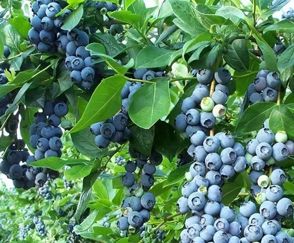 1711887684748920.png 蓝莓树.png