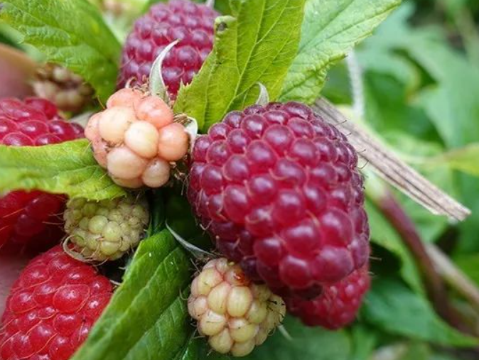 1711886547870993.png 粉蔓.png