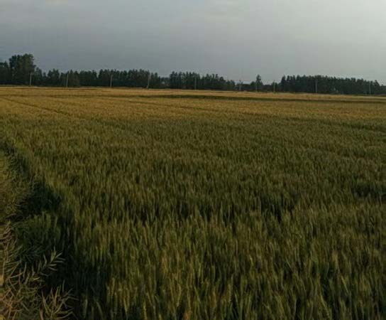 农业种植技术交流种地网