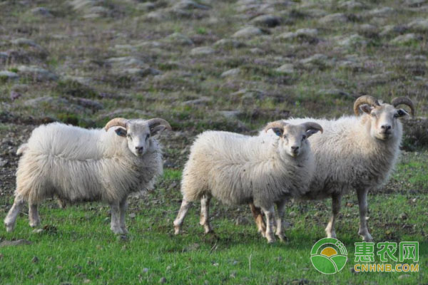 春季畜牧养殖注意事项有哪些？-图片版权归惠农网所有