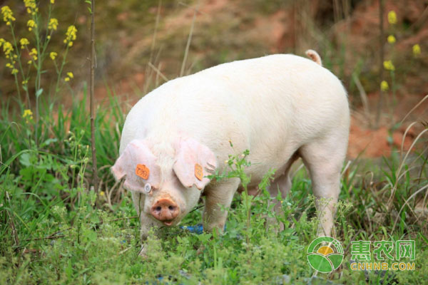 春季畜牧养殖注意事项有哪些？-图片版权归惠农网所有