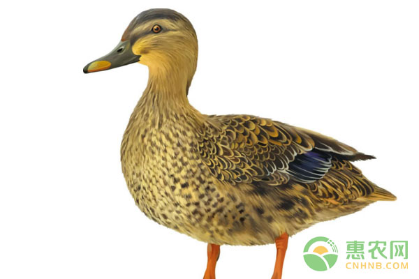 春季畜牧养殖注意事项有哪些？-图片版权归惠农网所有